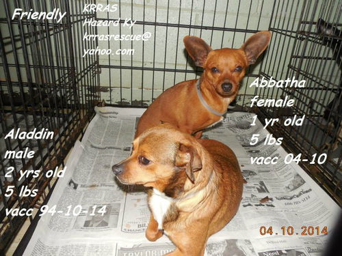 Abatha and Aladdin BOTH ADOPTED