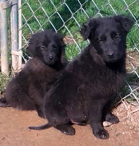 Teddy Bears ALL ADOPTED