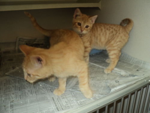 Orange  twins  BOTH ADOPTED