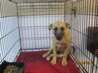 Jake ADOPTED