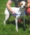 Vegas ADOPTED