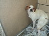 Vegas ADOPTED