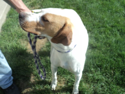Vegas ADOPTED