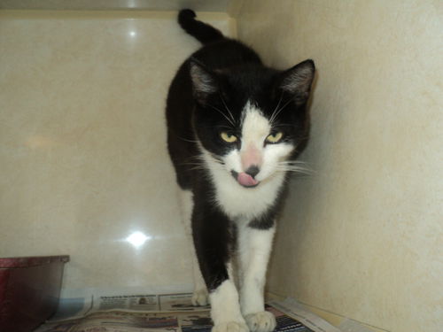 Tammy's Girl ADOPTED