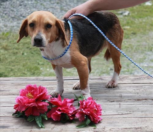 Violet ADOPTED