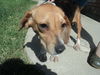 Violet ADOPTED