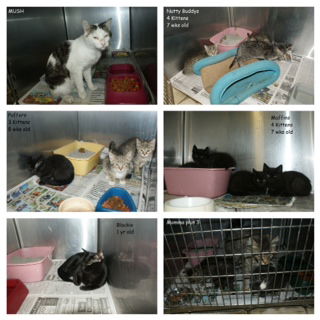 Tammy's Kittens 1 ADOPTED