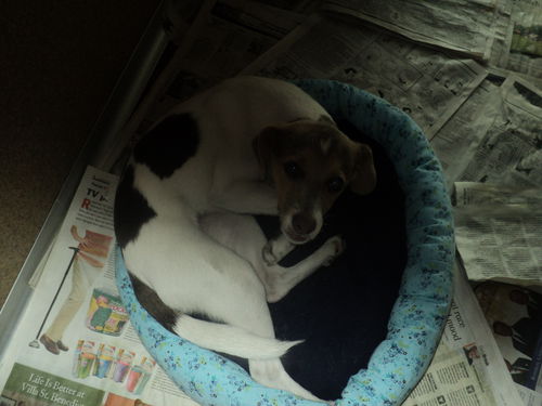 Fayette ADOPTED