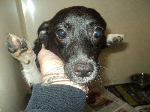 Jake ADOPTED