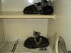 Quartet of Sweethearts  ALL ADOPTED