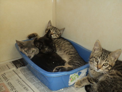 Quartet of Sweethearts  ALL ADOPTED