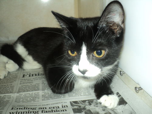 Fatso ADOPTED