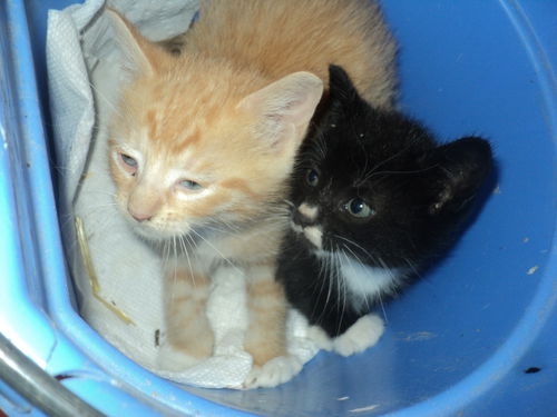 Teenie Weenies ADOPTED