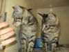 Tabby Twins BOTH ADOPTED
