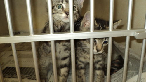 Tabby Twins BOTH ADOPTED