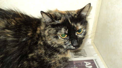 Firecracker ADOPTED