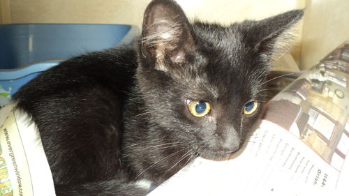 Inky ADOPTED