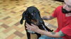 Danny ADOPTION
