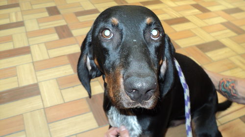 Danny ADOPTION