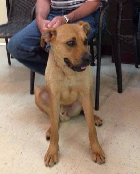 Indy ADOPTED