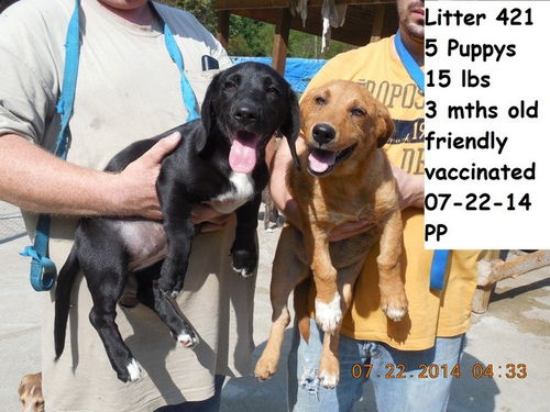 Five Delights ALL ADOPTED