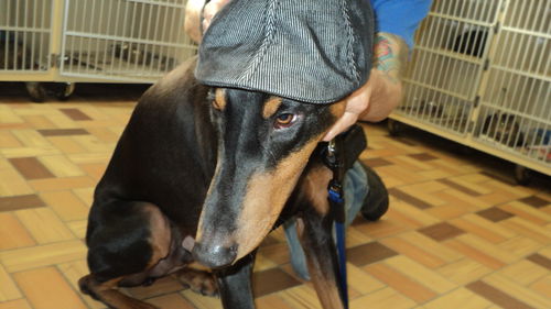 Jaeger ADOPTED