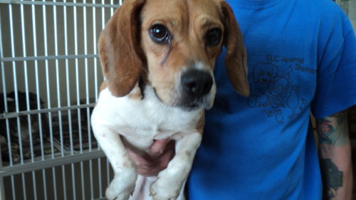 Zeppelen ADOPTED