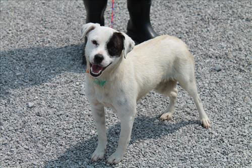 Daisy ADOPTED