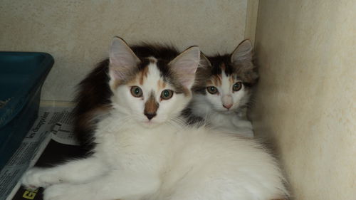 Calico Cuties