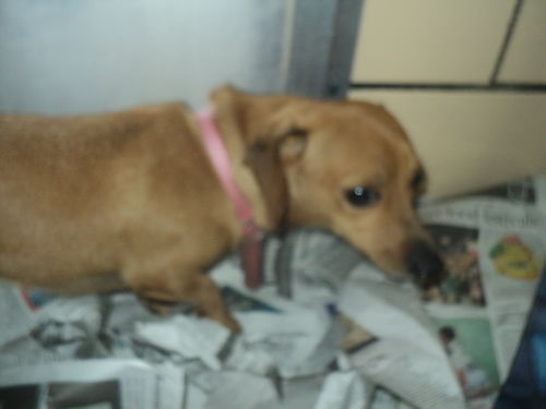 Dakota ADOPTED
