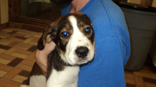 Daisy ADOPTED