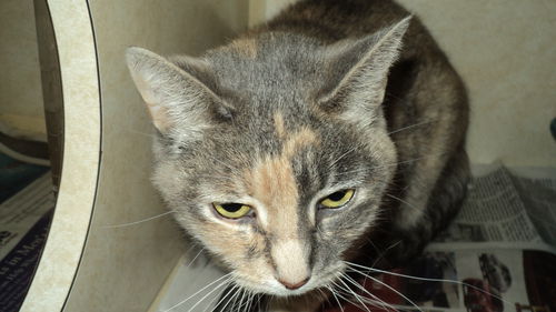 cali ADOPTED
