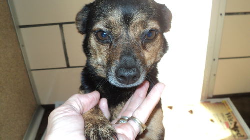 Darma ADOPTED