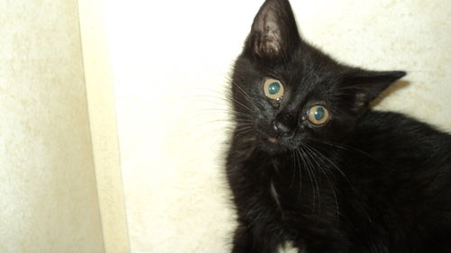 Inky ADOPTED