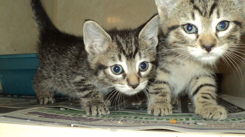 Tabby Cuties