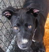 Venus ADOPTED