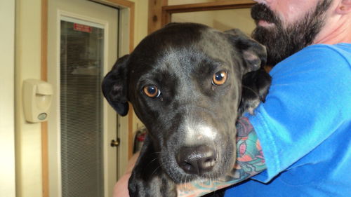 Venus ADOPTED