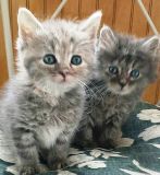 You have mail BOTH ADOPTED
