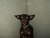 Jack aka Jackson ADOPTED