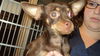 Jack aka Jackson ADOPTED