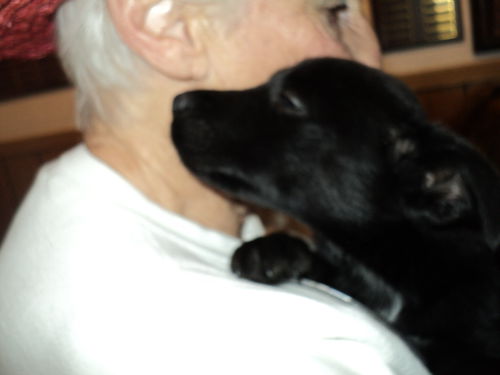 Lab mix pup ADOPTED