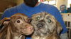 Daphne ADOPTED