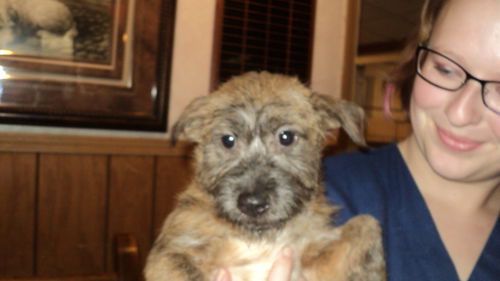 Daphne ADOPTED