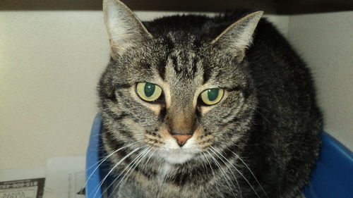 Zeus ADOPTED