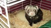 Ferret pair