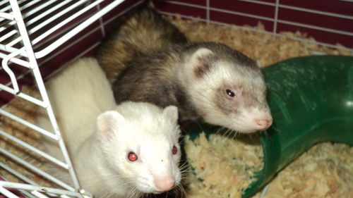 Ferret pair