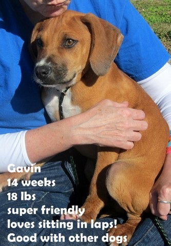 Gavin ADOPTED