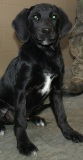 lab mix pup
