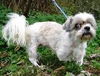 Iris ADOPTED