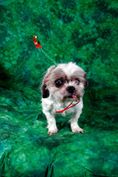 Iris ADOPTED
